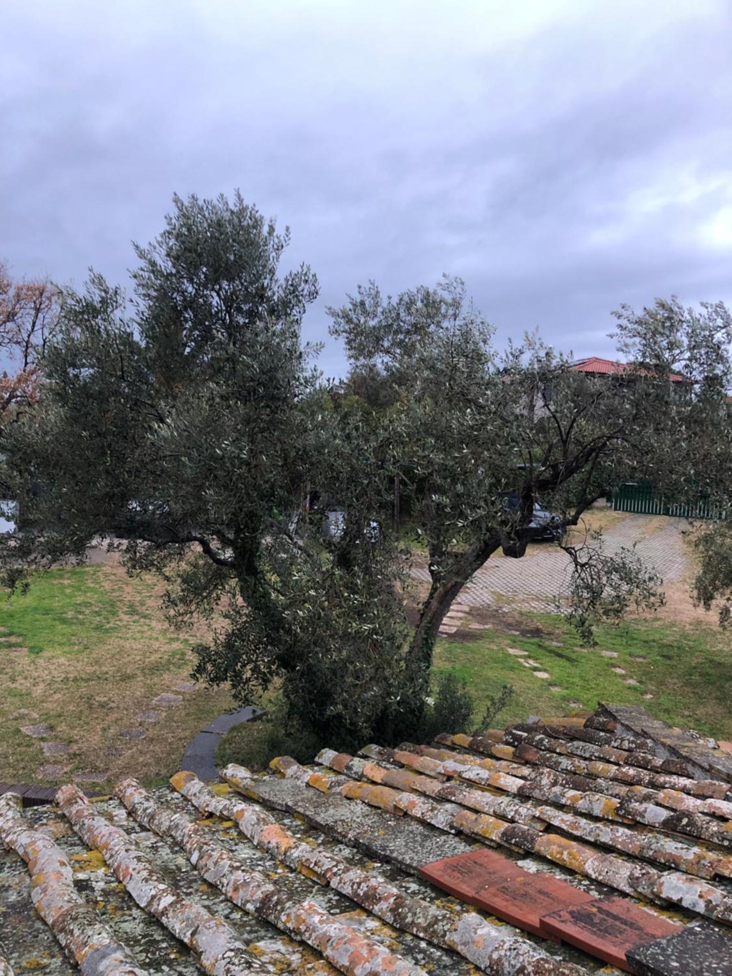 La Finestra Di Umberto Vicino Al Centro Con Parcheggio Privato Acomodação com café da manhã Viterbo Exterior foto
